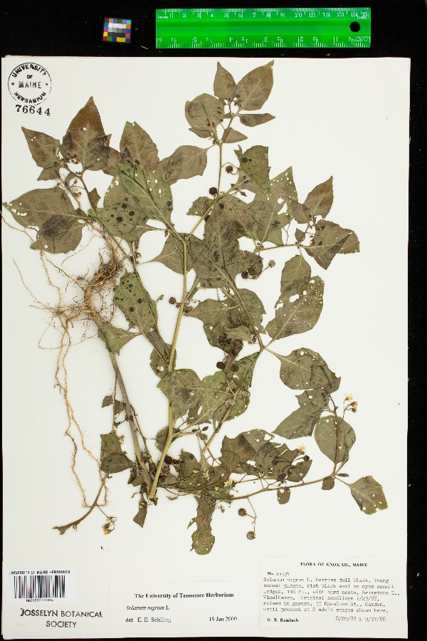 Solanum nigrum subsp. nigrum image