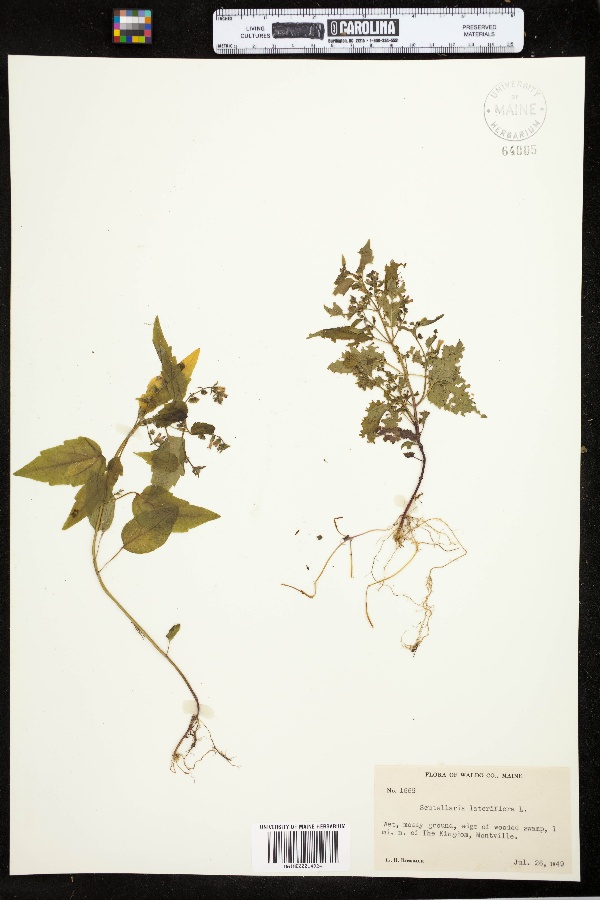 Scutellaria image