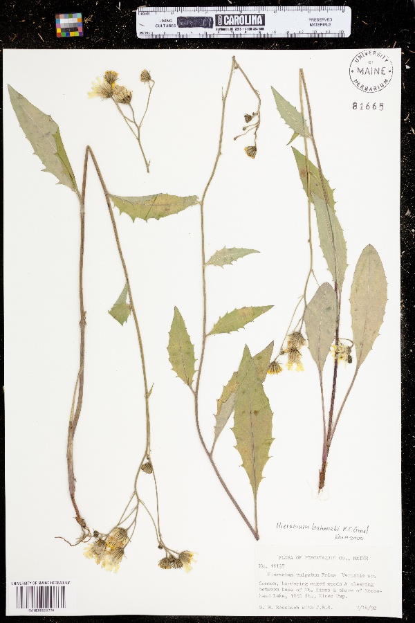 Hieracium lachenalii image