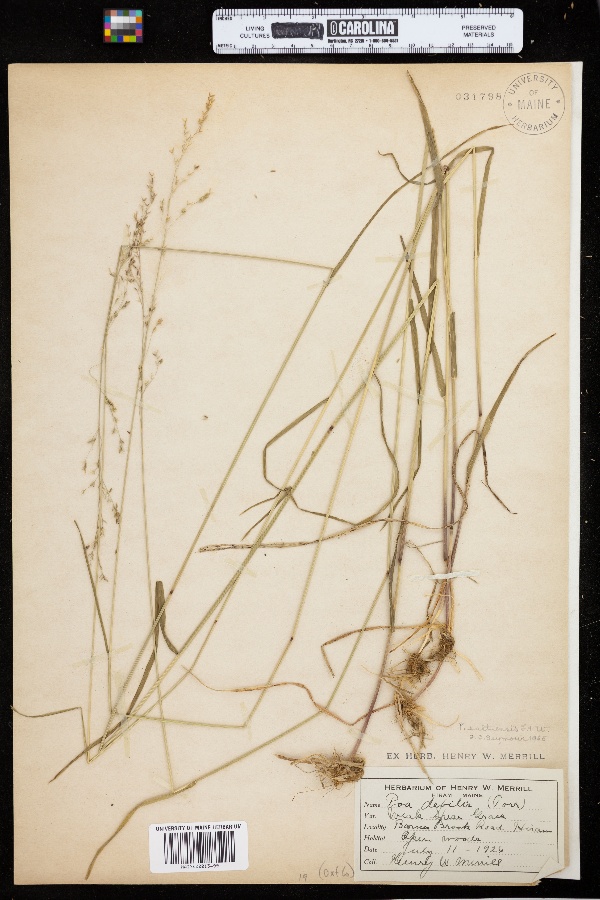 Poa saltuensis subsp. saltuensis image