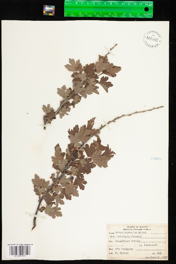 Ribes hirtellum image
