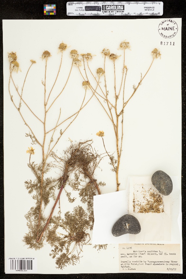 Tripleurospermum maritimum ssp. maritimum image