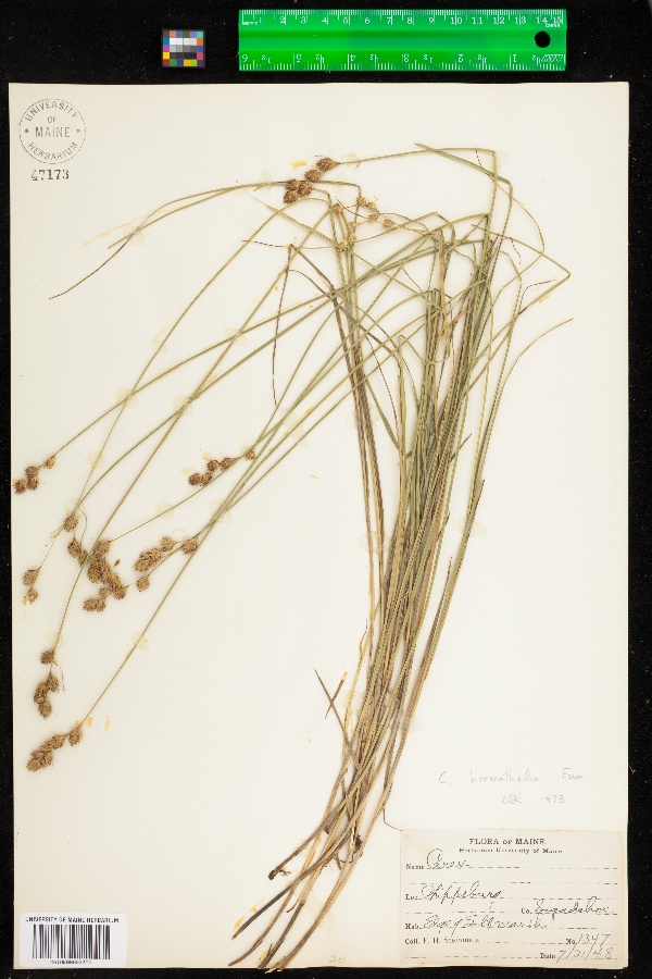 Carex hormathodes image
