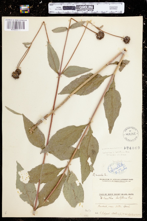 Helianthus ×laetiflorus image