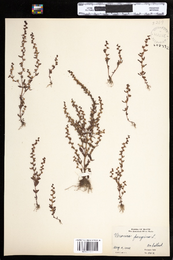 Veronica peregrina ssp. peregrina image