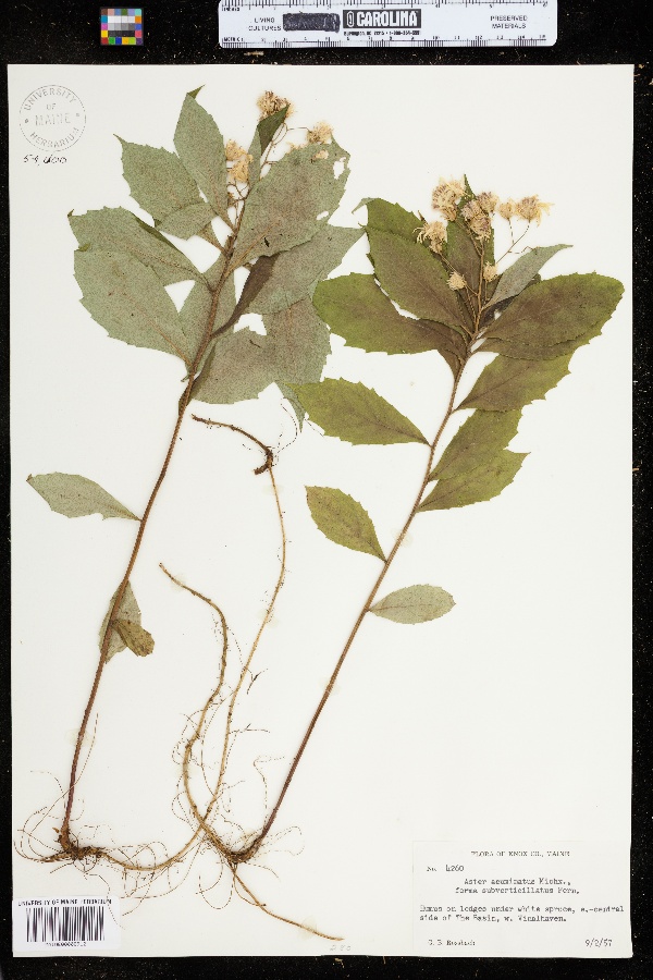 Oclemena acuminata image