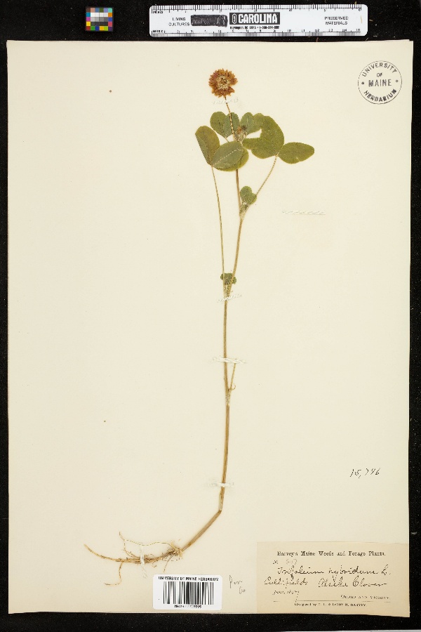 Trifolium hybridum image