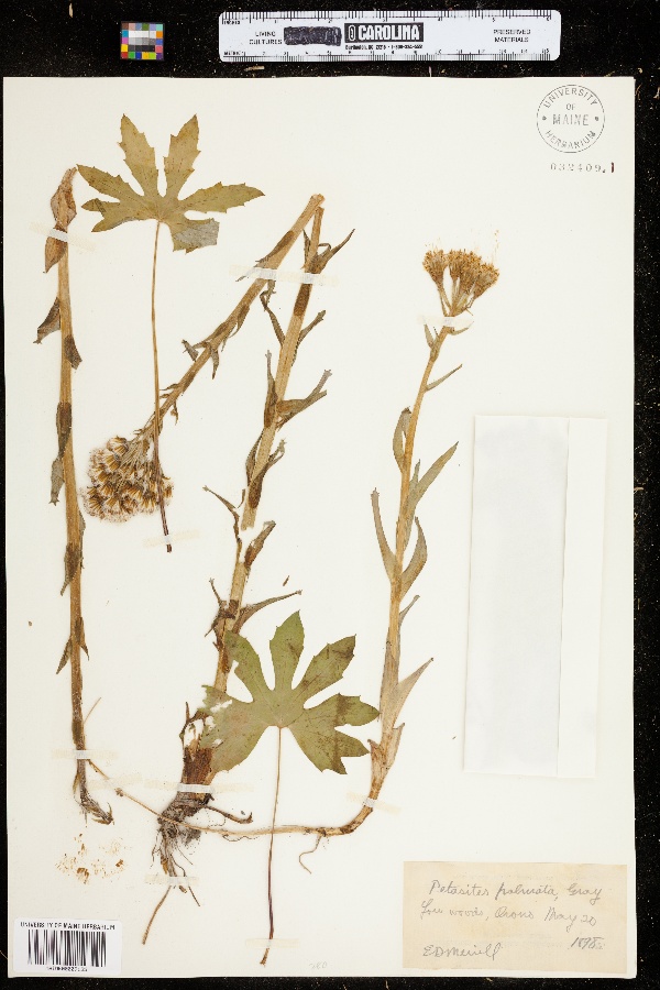 Petasites image