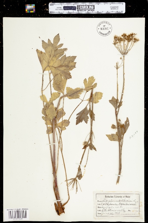 Ligusticum image