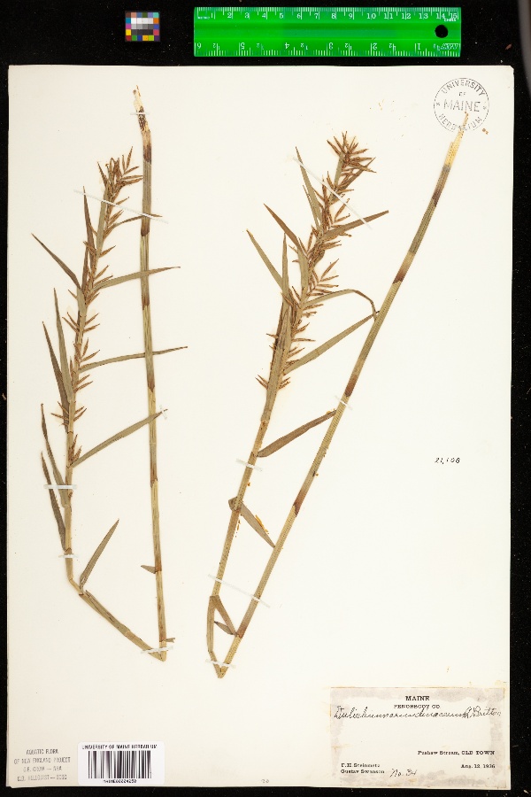 Dulichium arundinaceum image