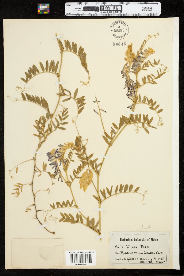 Vicia villosa ssp. villosa image