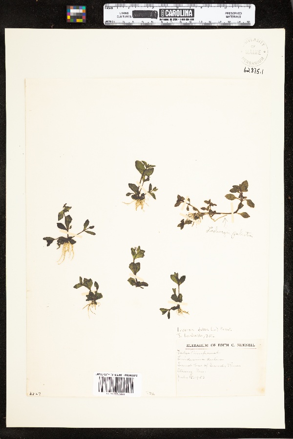 Linderniaceae image