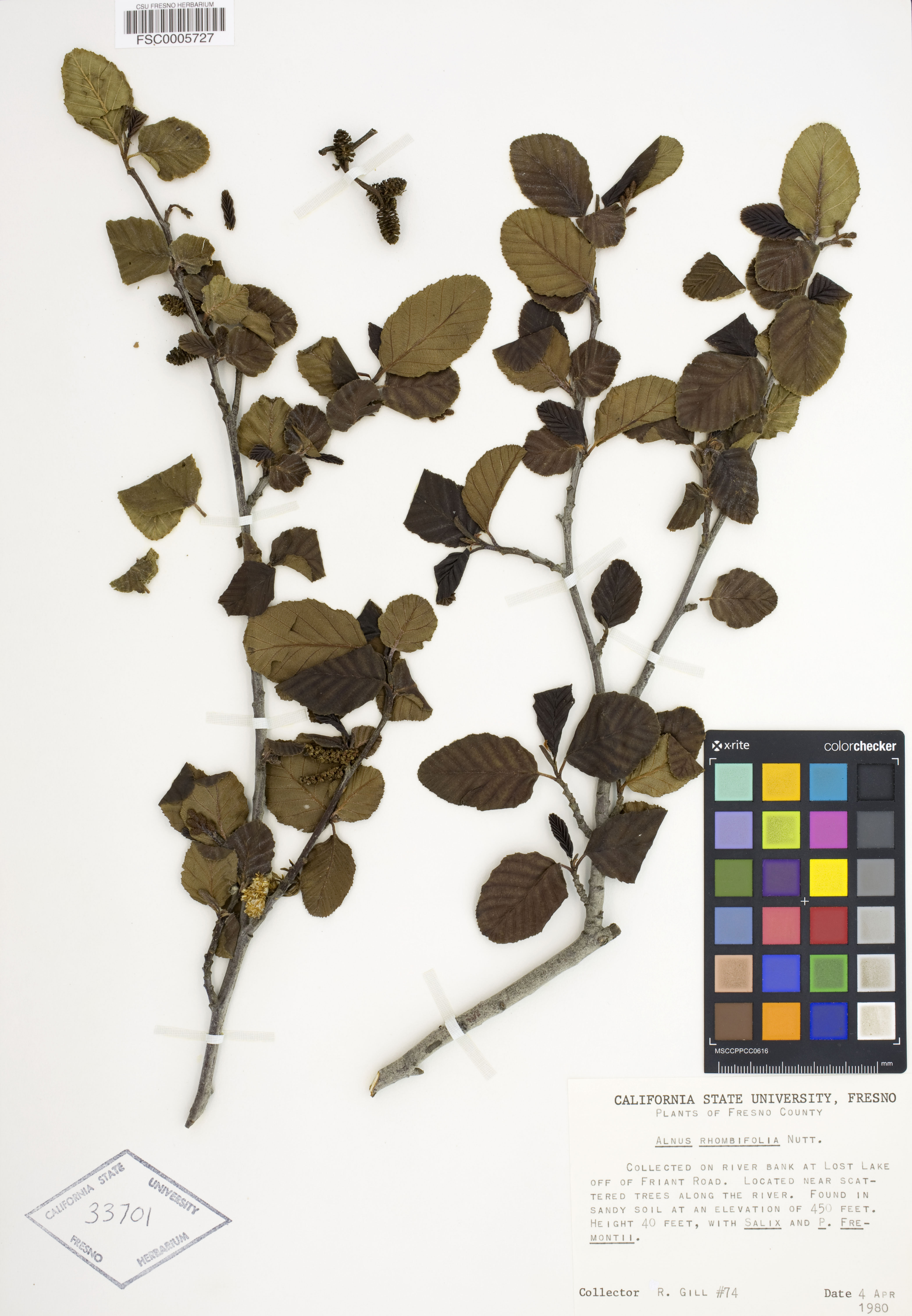 Alnus rhombifolia